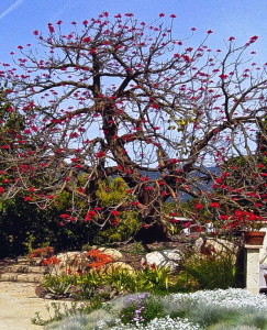 coral-tree-tree